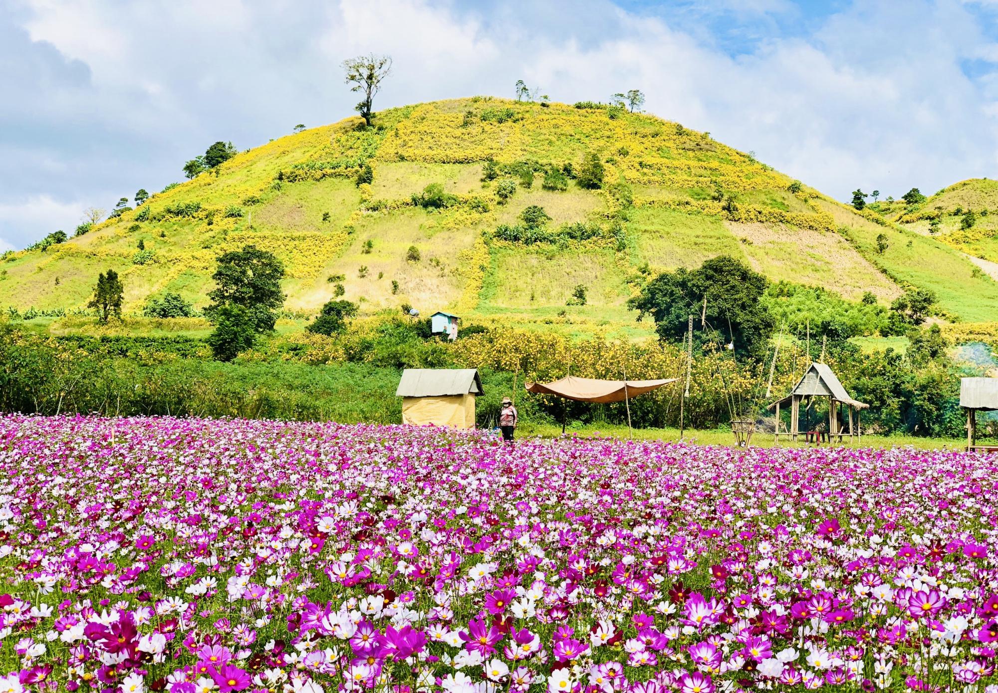 cung duong o giai chay gia lai city trail 2023 giac mo dai ngan co gi dac biet hinh 2