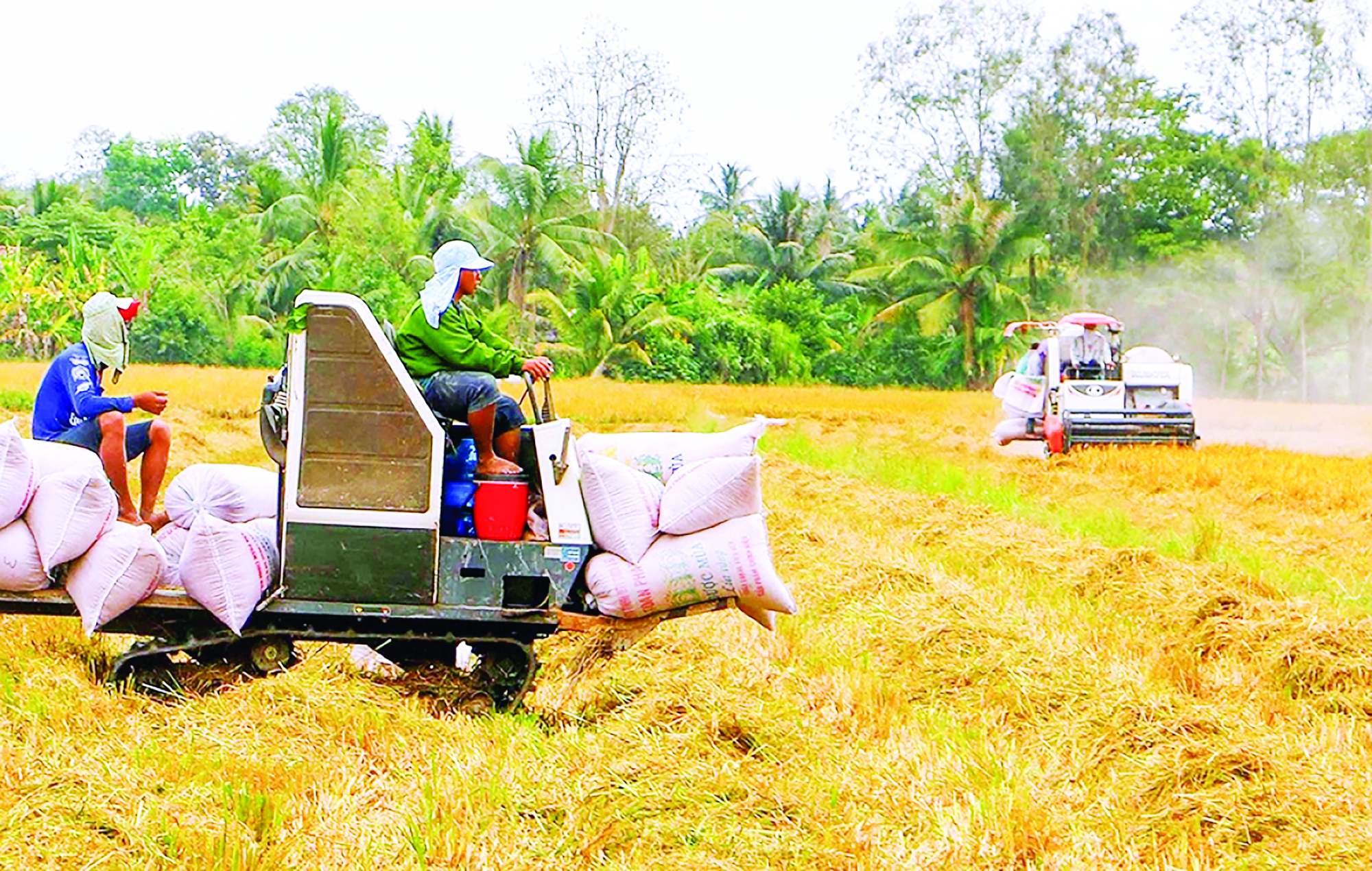 chop co hoi vang xuat khau gao de can co tinh chuyen duong dai hinh 2