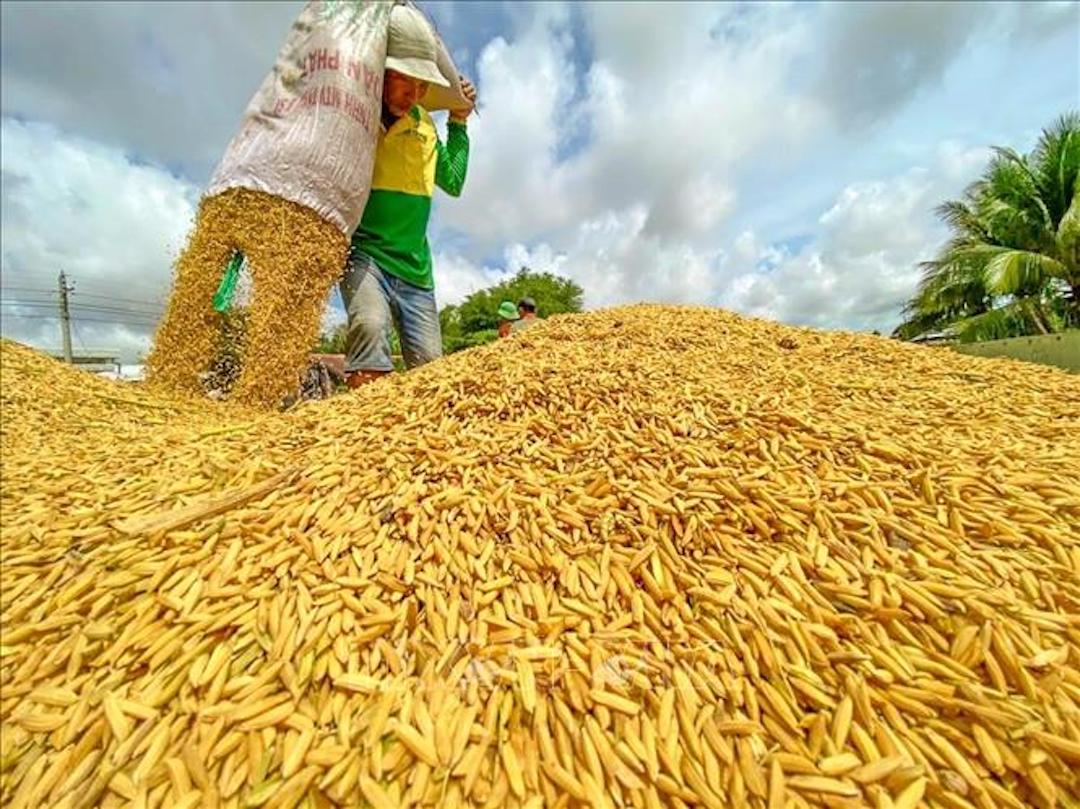 chop co hoi vang xuat khau gao de can co tinh chuyen duong dai hinh 3