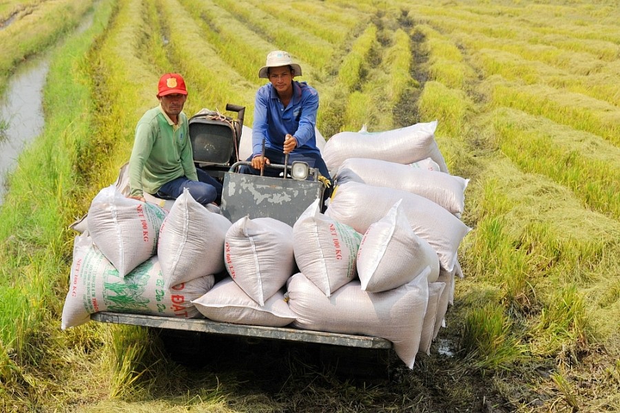 chop co hoi vang xuat khau gao de can co tinh chuyen duong dai hinh 4