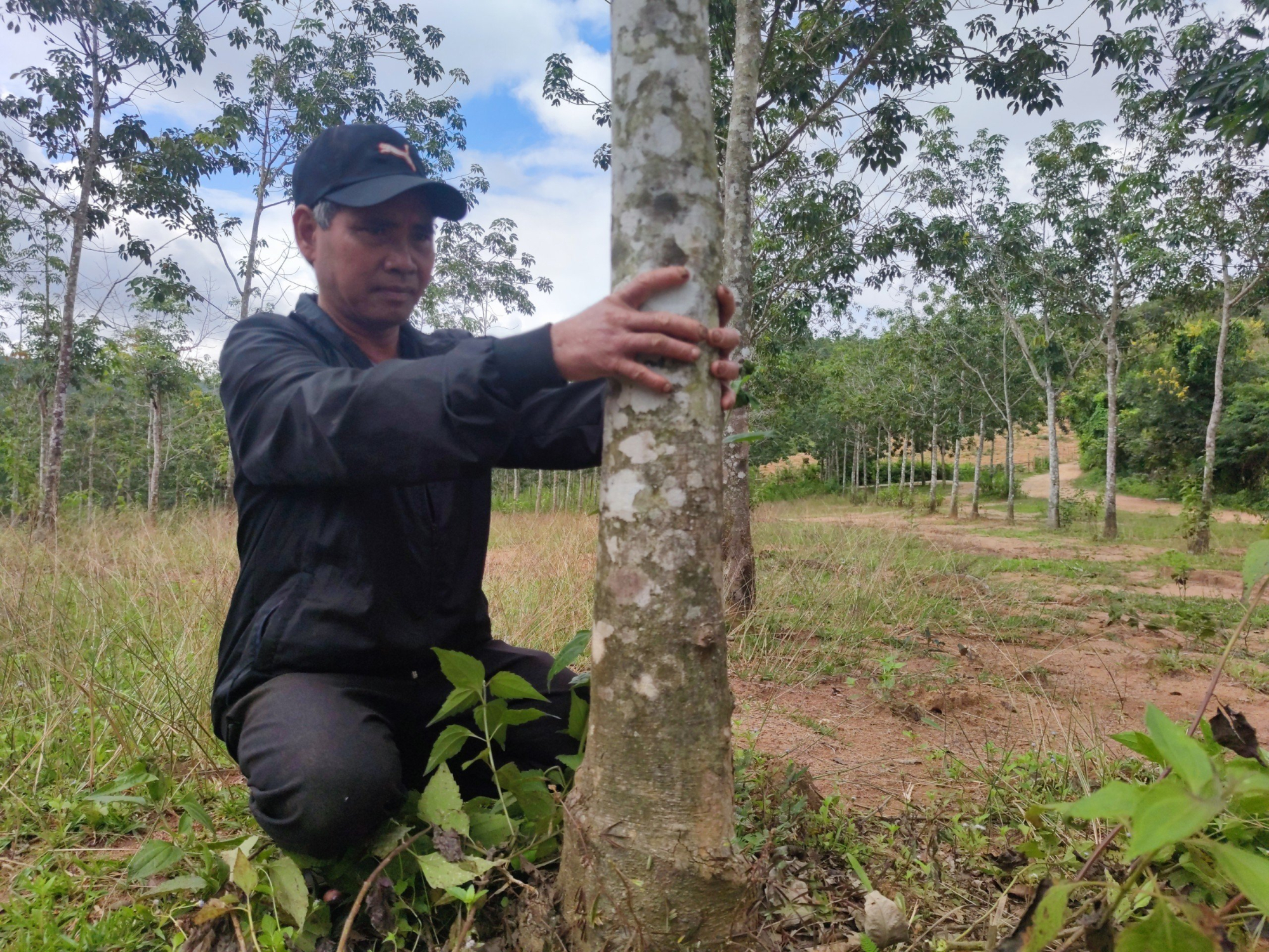 kon tum nghich ly hang chuc ha cao su trong hon 11 nam van khong the khai thac hinh 2