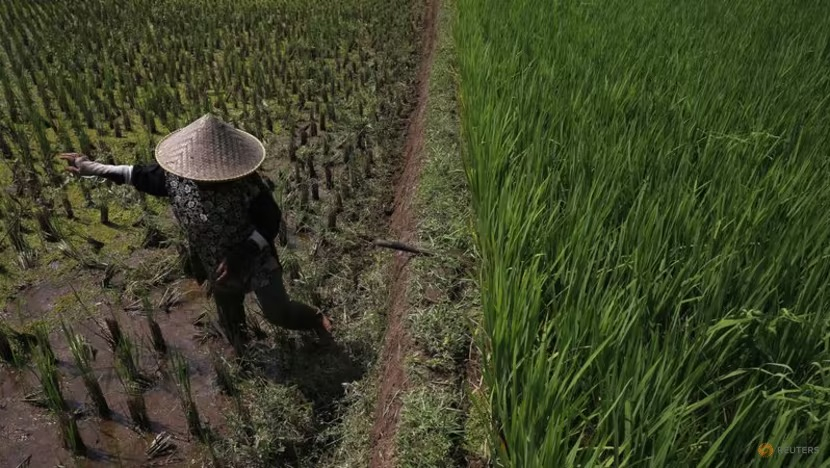 el nino gia tang khien san luong luong thuc du bao giam manh o chau a hinh 1