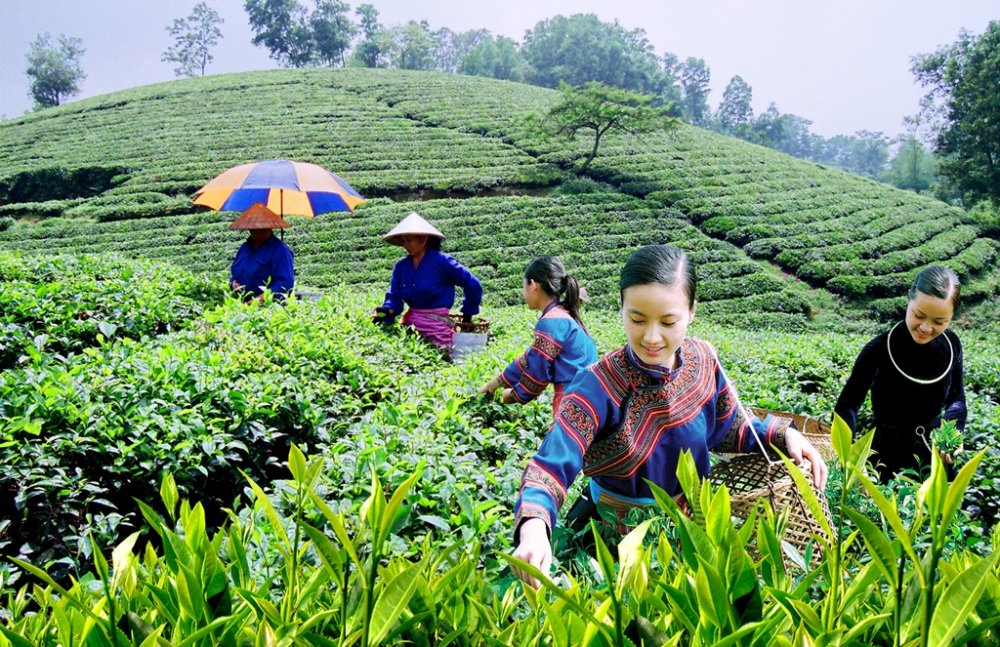 thai nguyen phat trien du lich nong nghiep bang san pham dac trung hinh 1