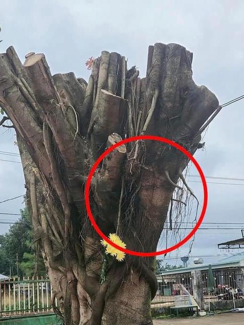 gia lai cay si co hinh mat nguoi o cho xa da duoc di doi ve nha tho hinh 1