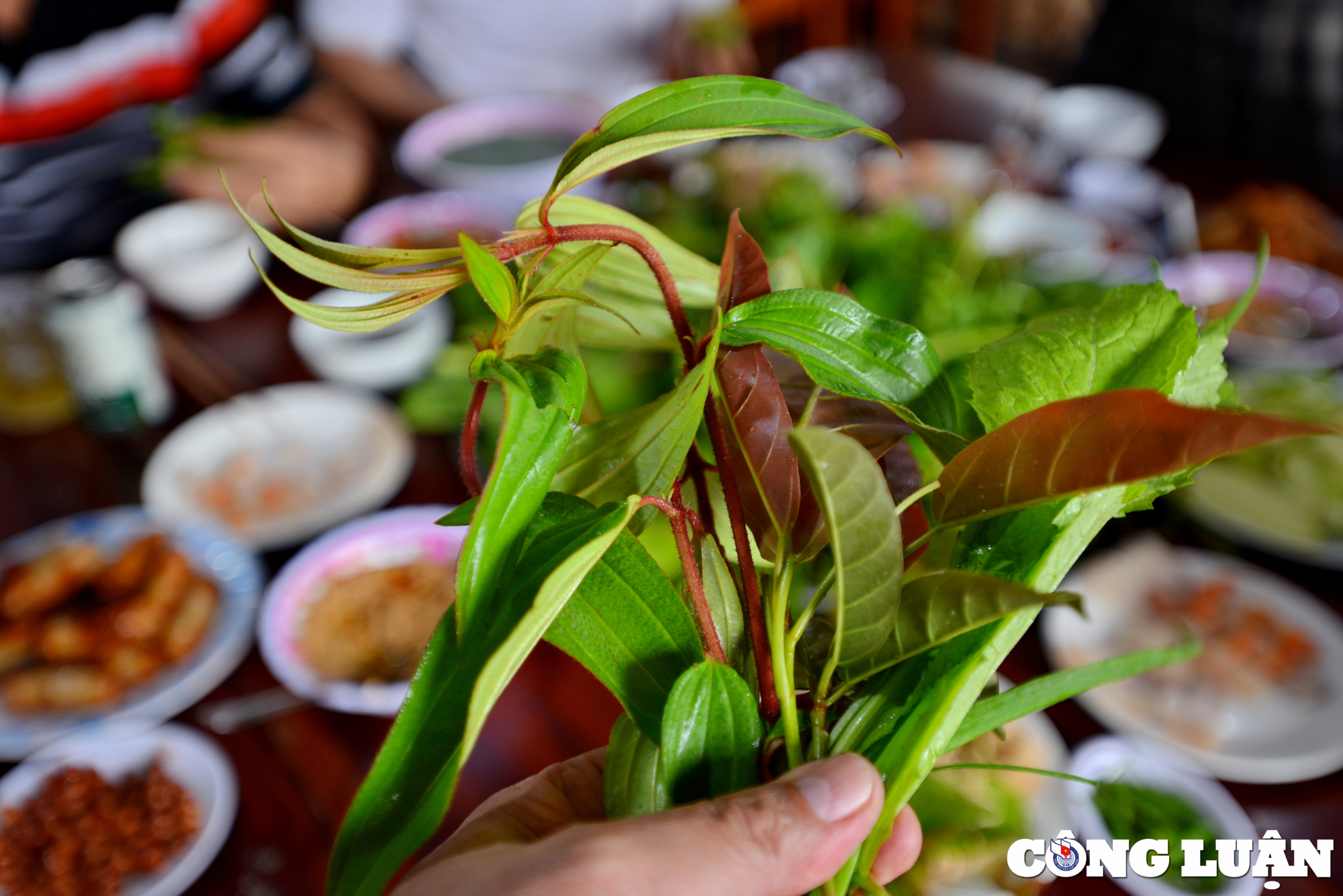 goi la kon tum mon an doc dao giua dai ngan tay nguyen hinh 6