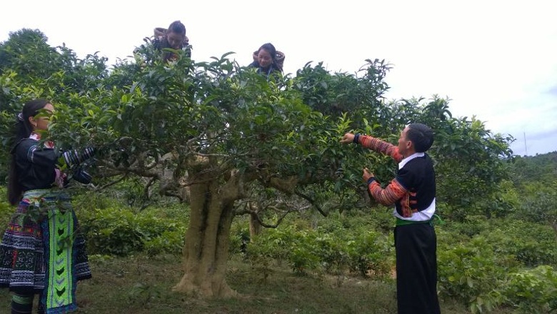 yen bai to chuc le hoi tra shan tuyet tinh hoa giua ngan may hinh 1