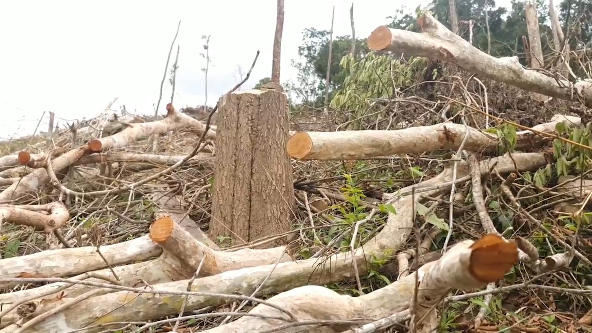 gan 5 ha rung tu nhien o gia lai bi cao trang hang tram cay rung bi don ha hinh 2