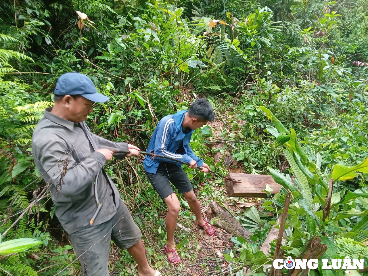 mau rung van chay o xu thanh xac dinh duoc 2 doi tuong pha rung hinh 2