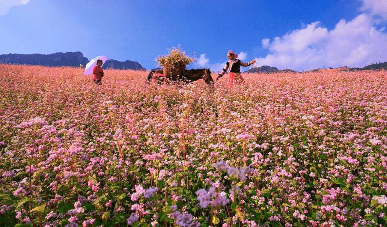 ha giang san sang cho le hoi hoa tam giac mach lan thu ix tai dong van hinh 2