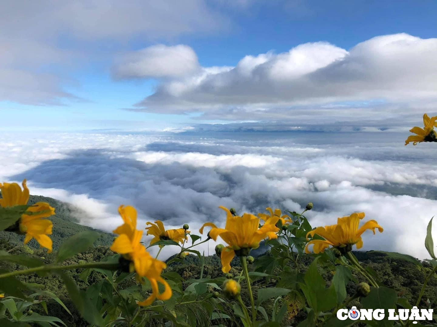 cuoi thu ngam sac hoa da quy vang ruc tai ba vi hinh 1