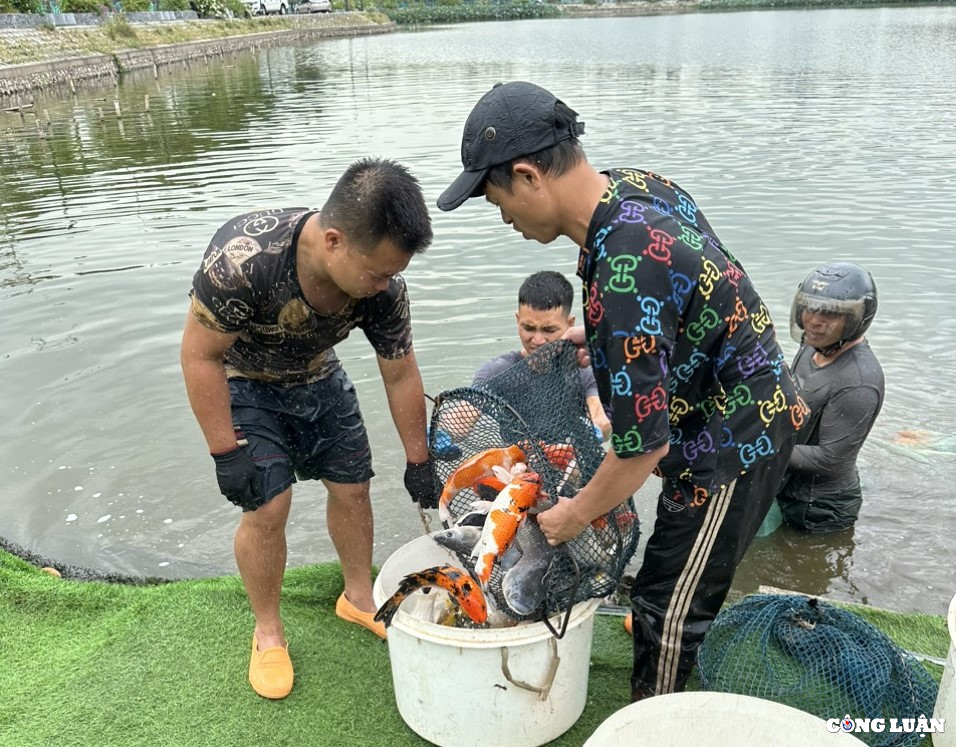 ha noi di chuyen xong 8 tan ca koi khoi ho dam dong hinh 3