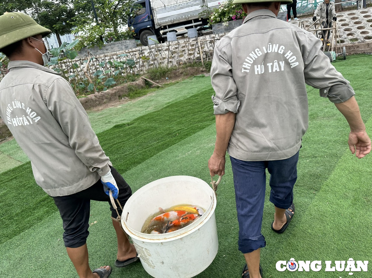 ha noi di chuyen xong 8 tan ca koi khoi ho dam dong hinh 5