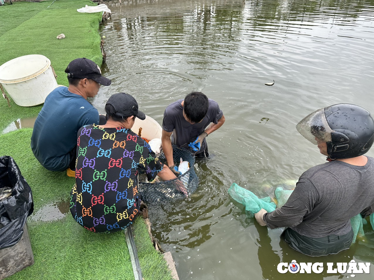 ha noi di chuyen xong 8 tan ca koi khoi ho dam dong hinh 2