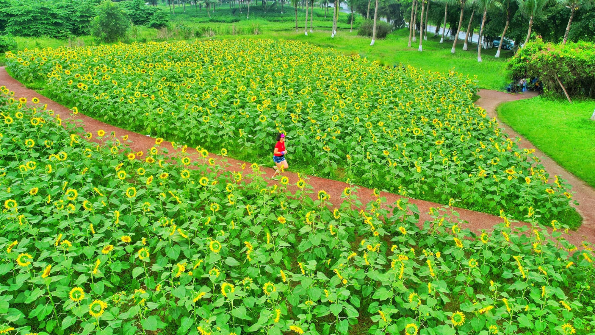 thien duong cua nguoi yeu the thao trong do thi xanh lon nhat mien bac hinh 4