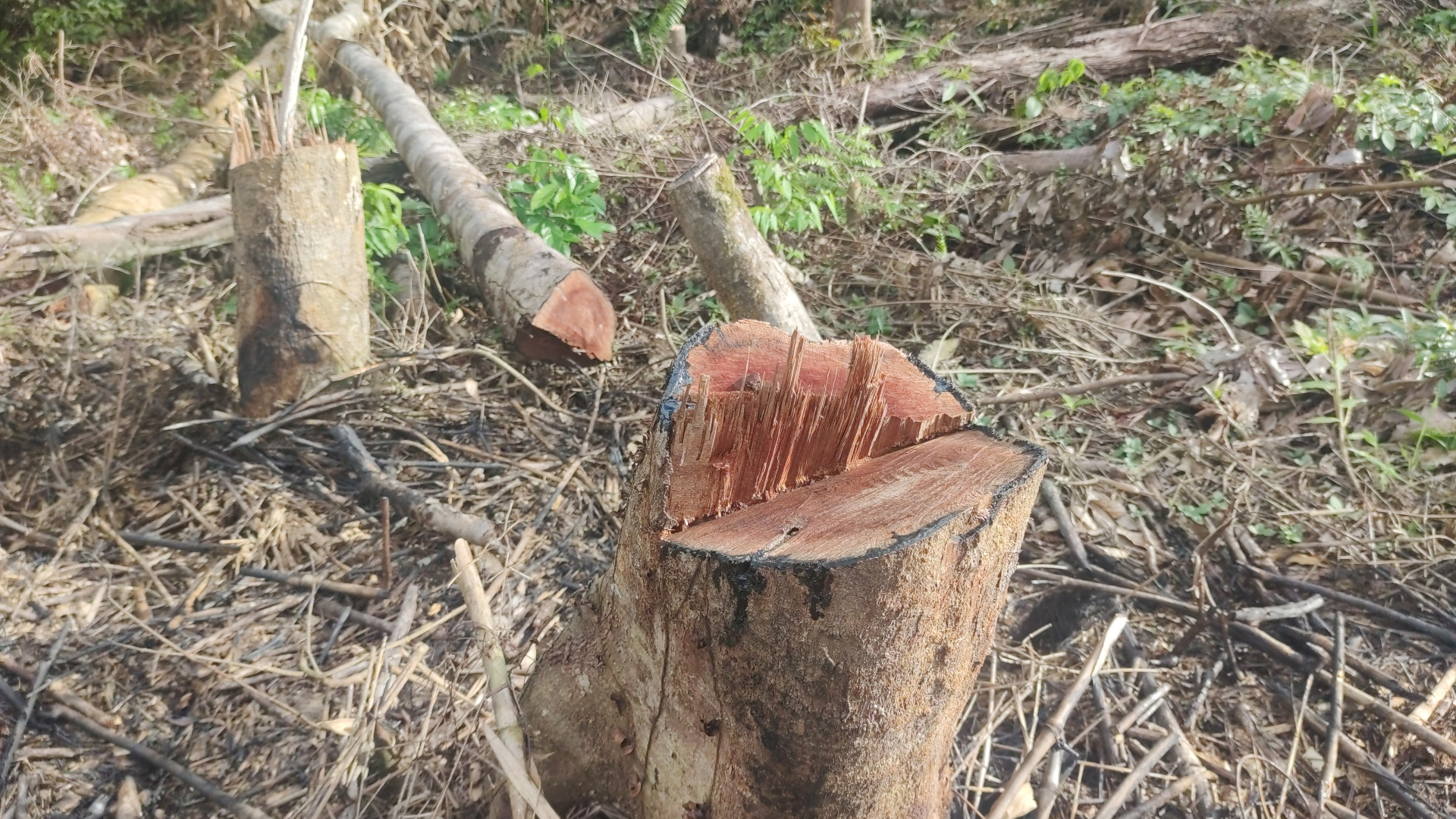 van nong tinh trang pha rung lam nuong ray o kon tum hinh 4