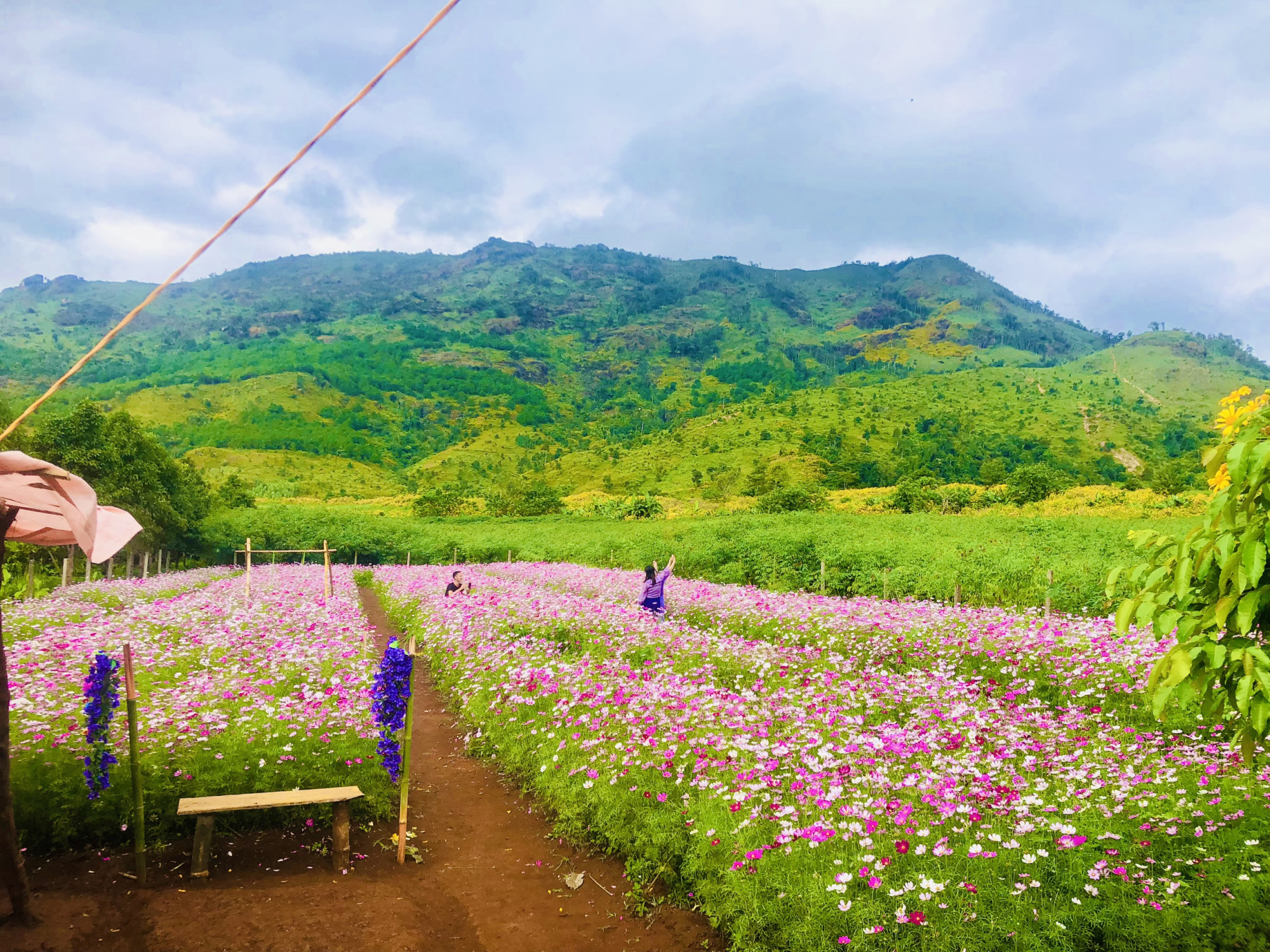 gia lai du khach me man ngam sac hoa da quy nhuom vang nui lua chu dang ya hinh 9