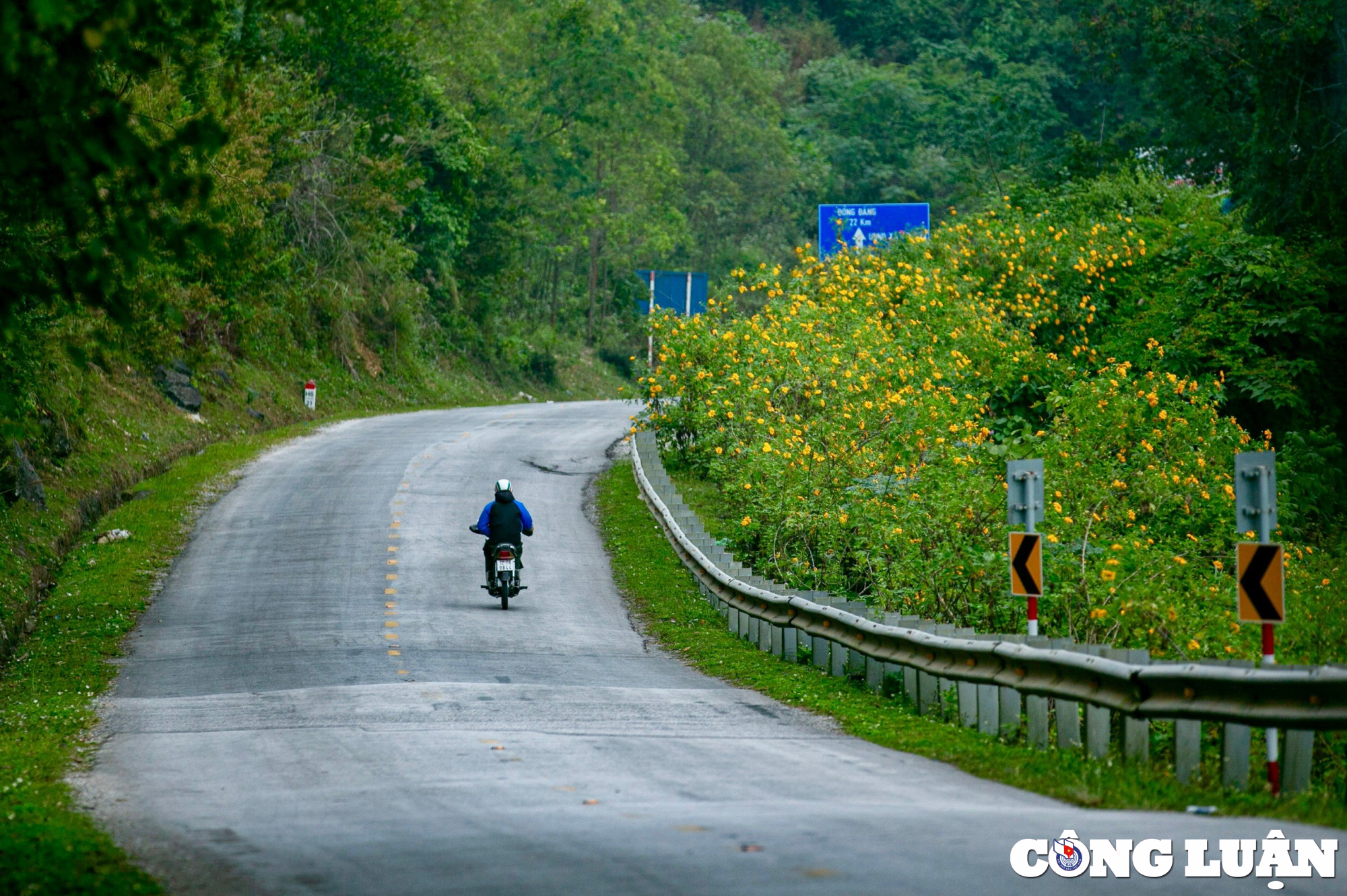 hoa da quy nhuom vang cung deo lung pa lang son hinh 9