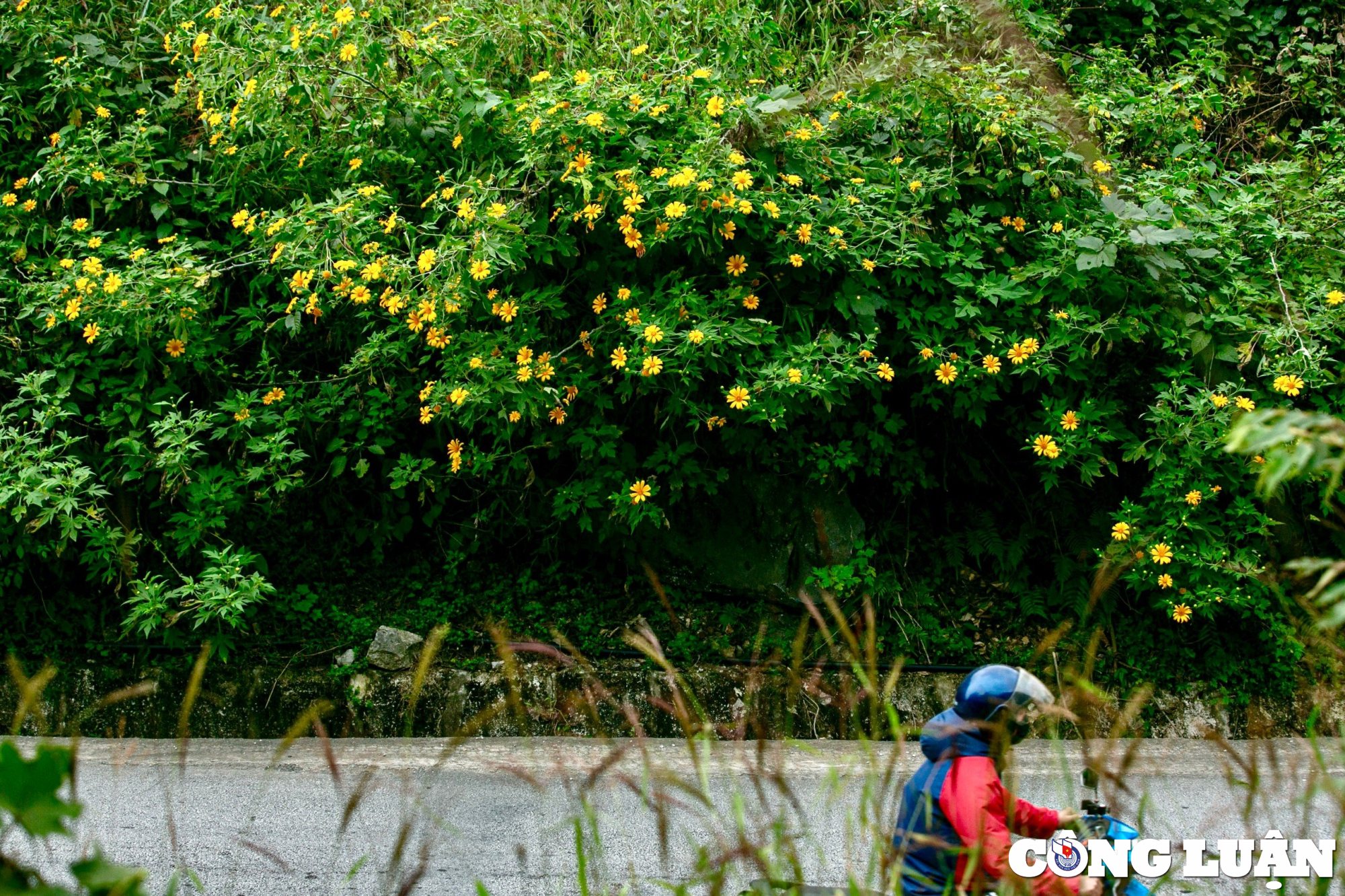 hoa da quy nhuom vang cung deo lung pa lang son hinh 8