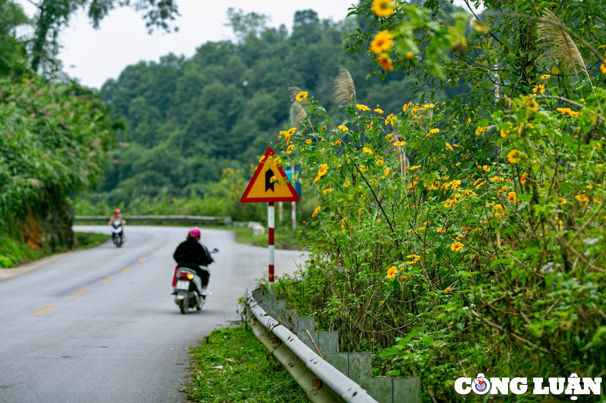 hoa da quy nhuom vang cung deo lung pa lang son hinh 10