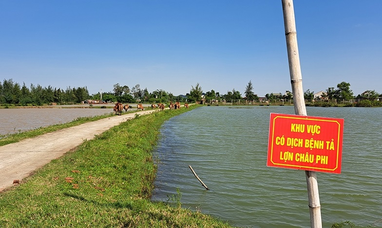 ha tinh chu dong phong chong dich ta lon chau phi dien bien phuc tap hinh 1