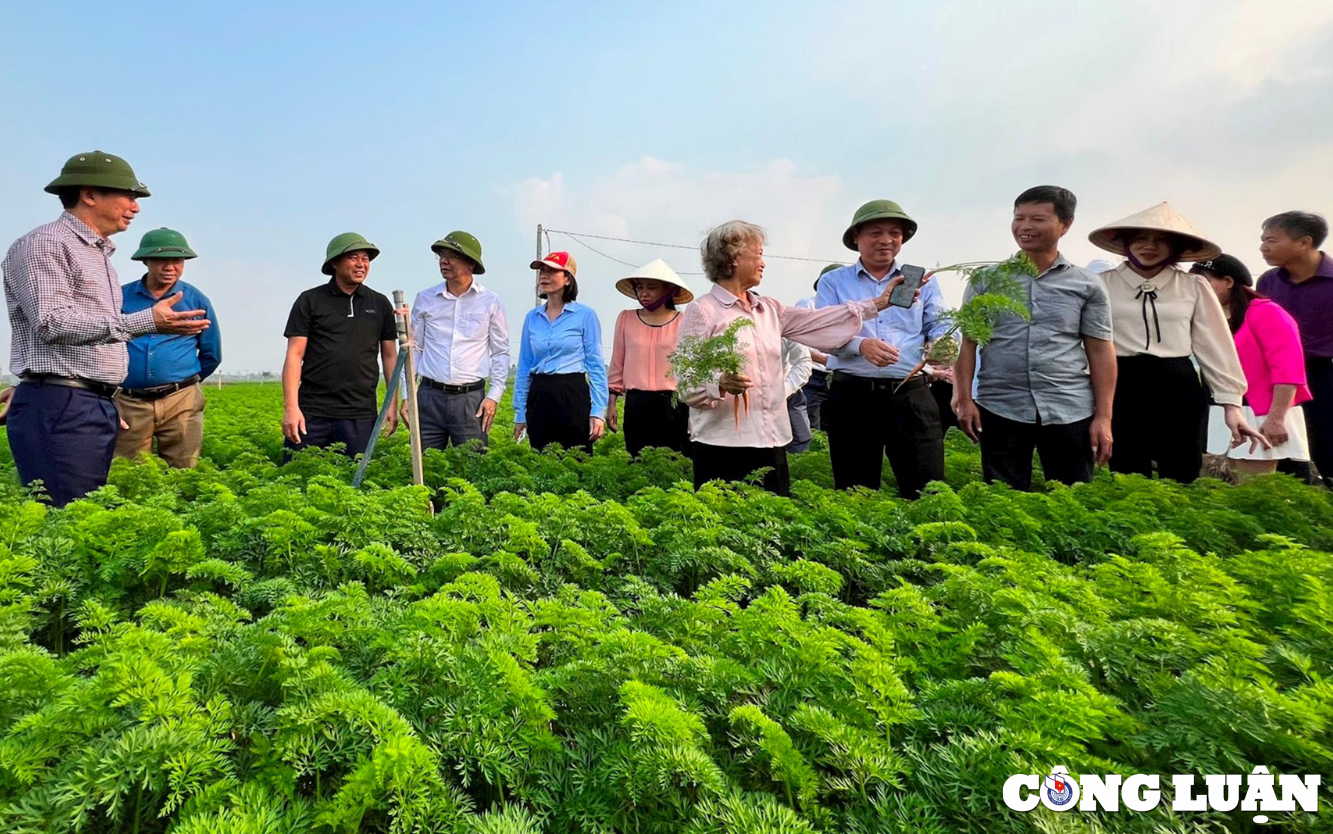 hai duong quang ba cac mo hinh san xuat cay vu dong lon nhat o phia bac hinh 1