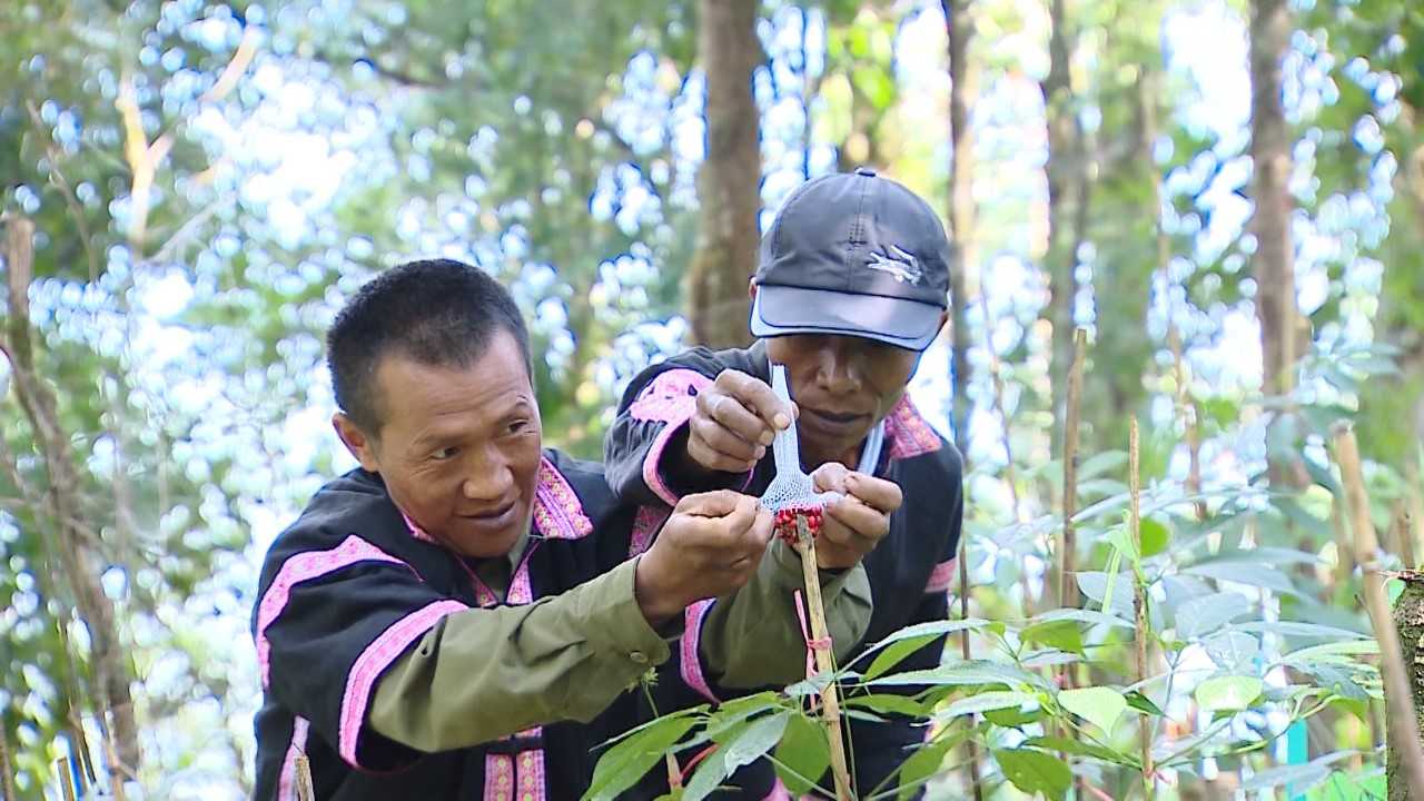 cay duoc lieu tao nguon thu on dinh cho ba con dan toc thieu so tai lai chau hinh 1