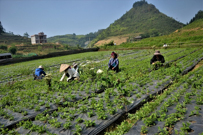 lao cai thuc hien chuong trinh mtqg 1719 xoa ngheo cho dong bao dan toc thieu so bang cay duoc lieu hinh 2