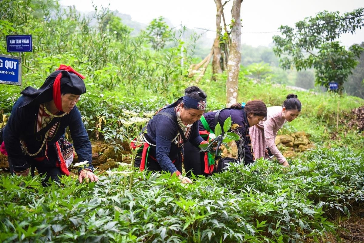 phat trien trong duoc lieu quy tao sinh ke mo huong thoat ngheo cho dong bao dan toc thieu so va mien nui hinh 1