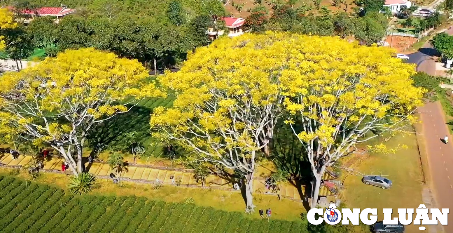 ghe tham tu vien bat nha diem du lich tam linh dep nhu tranh o lam dong hinh 2