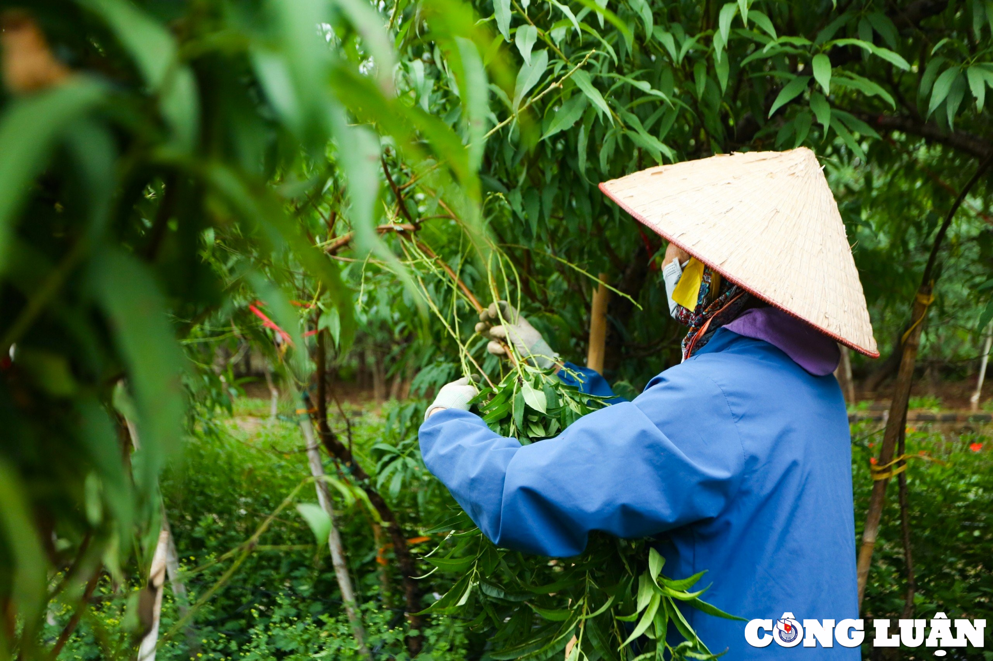 dao nhat tan vao mua xuong la nguoi dan lam viec het cong suat hinh 5