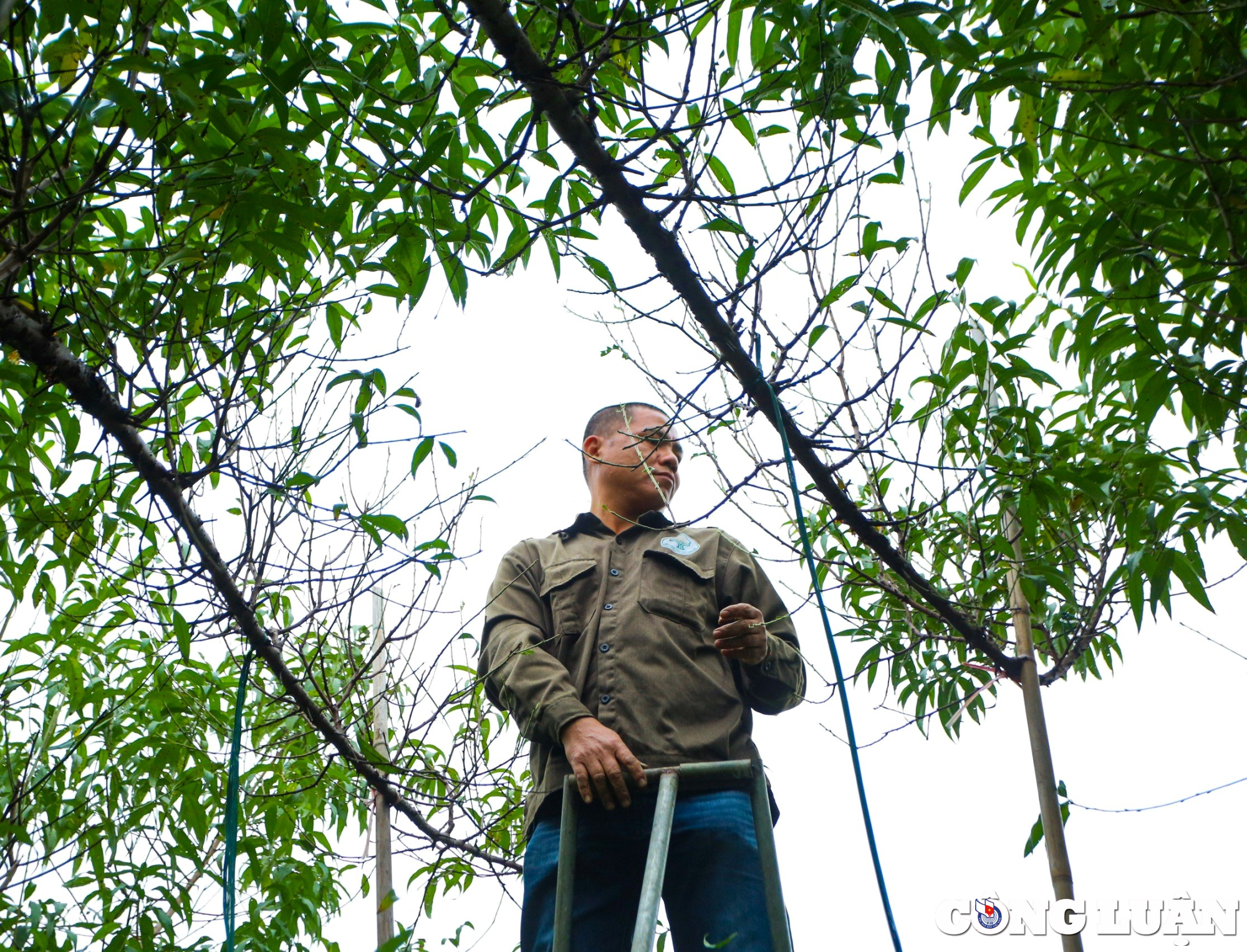 dao nhat tan vao mua xuong la nguoi dan lam viec het cong suat hinh 11