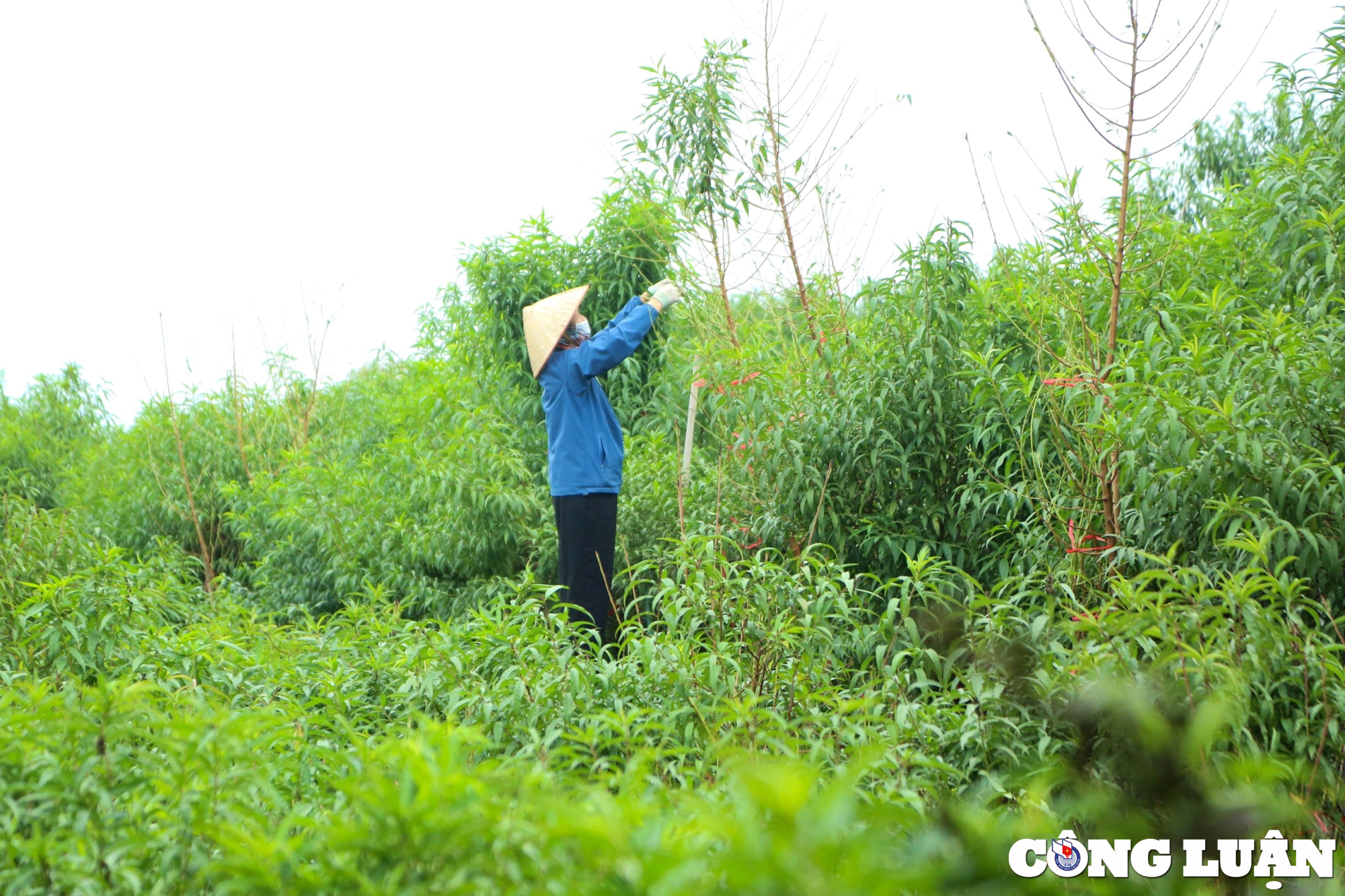 dao nhat tan vao mua xuong la nguoi dan lam viec het cong suat hinh 4