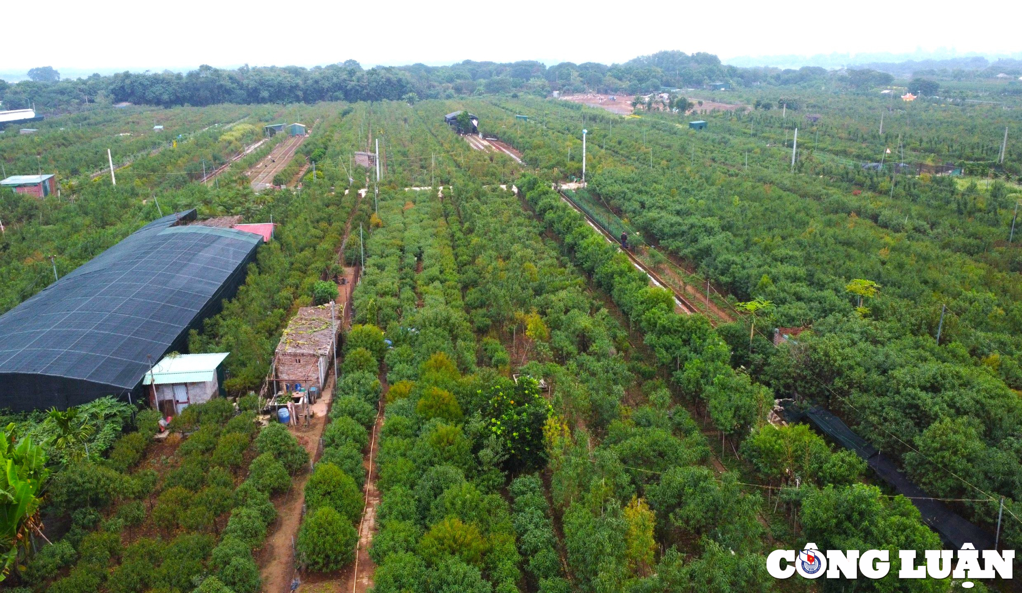 dao nhat tan vao mua xuong la nguoi dan lam viec het cong suat hinh 1