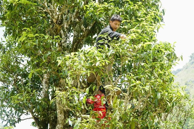 on dinh va phat trien kinh te  xa hoi vung dong bao dan toc thieu so hinh 1