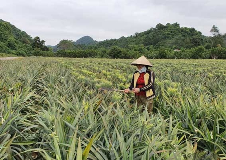 thanh hoa quy dinh dinh muc dat san xuat cua ho gia dinh vung dan toc thieu so mien nui hinh 1