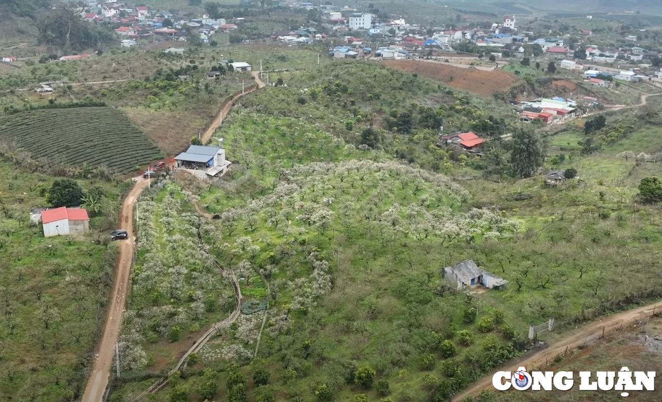 len moc chau ngam mua hoa man no hinh 1