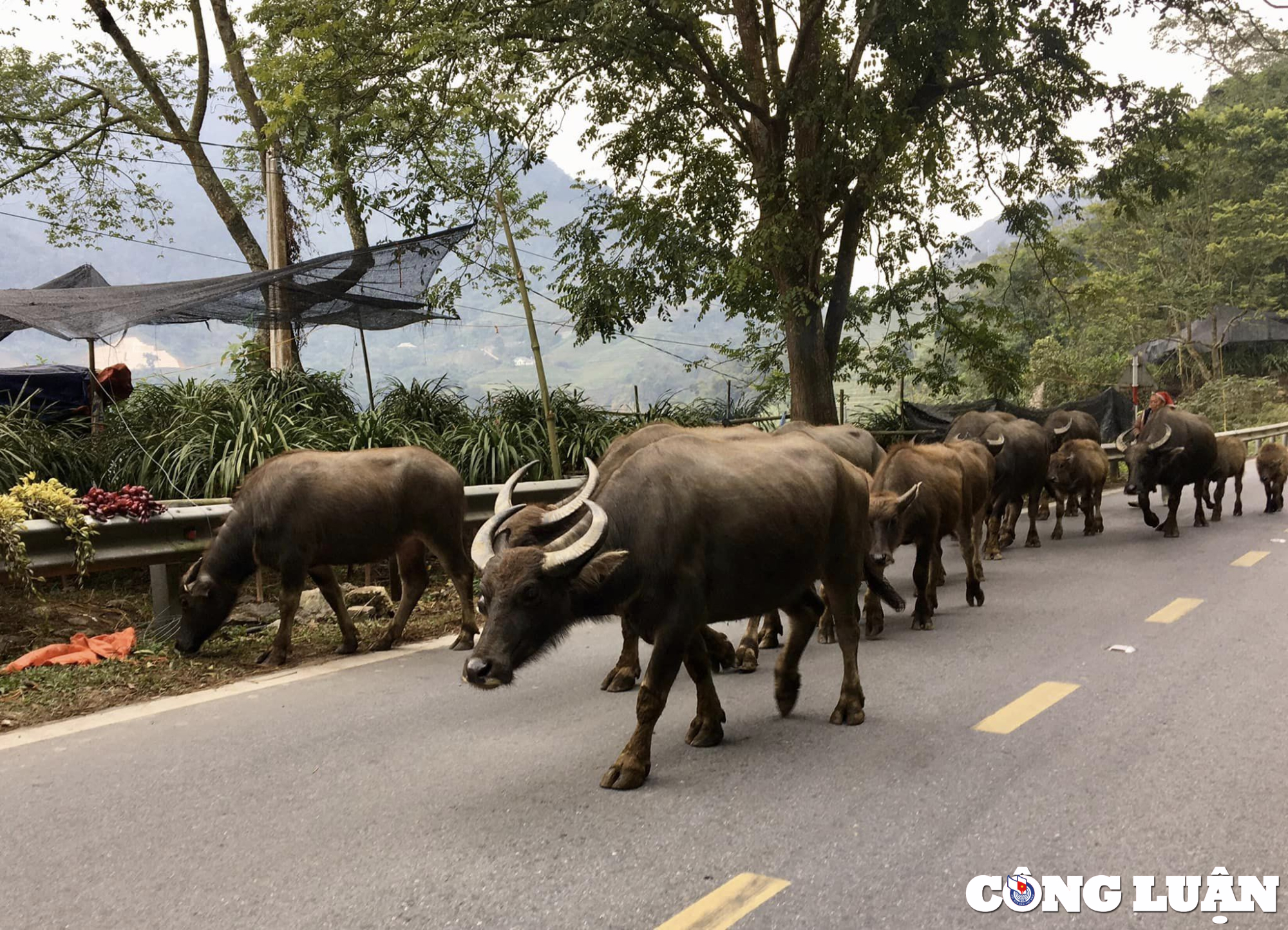 sang nay sa pa lanh 3 do c dinh nui fansipan du bao co mua tuyet bang gia hinh 1