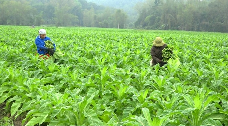 cao bang nhieu mo hinh san xuat hieu qua tu nguon von chuong trinh mtqg 1719 hinh 2