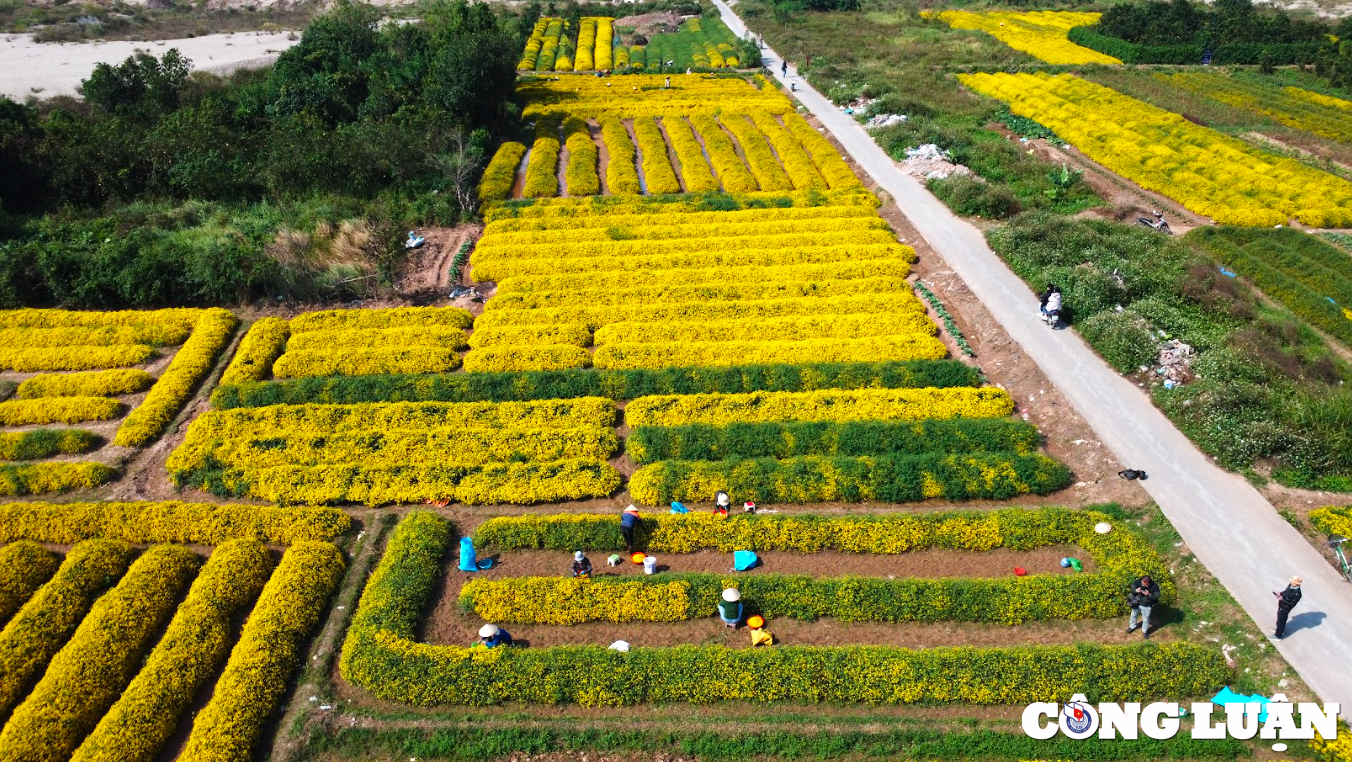 ruc ro sac vang tren canh dong hoa cuc chi o hung yen hinh 1