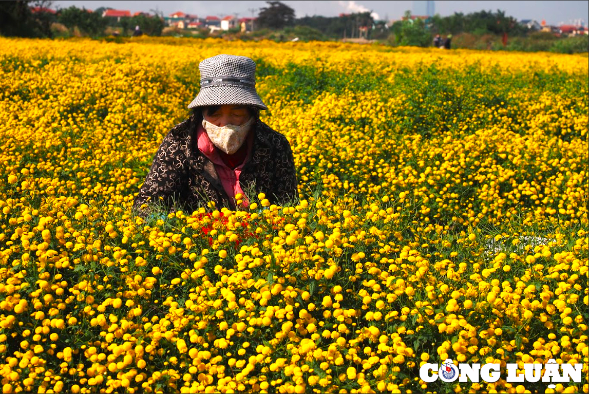 ruc ro sac vang tren canh dong hoa cuc chi o hung yen hinh 7