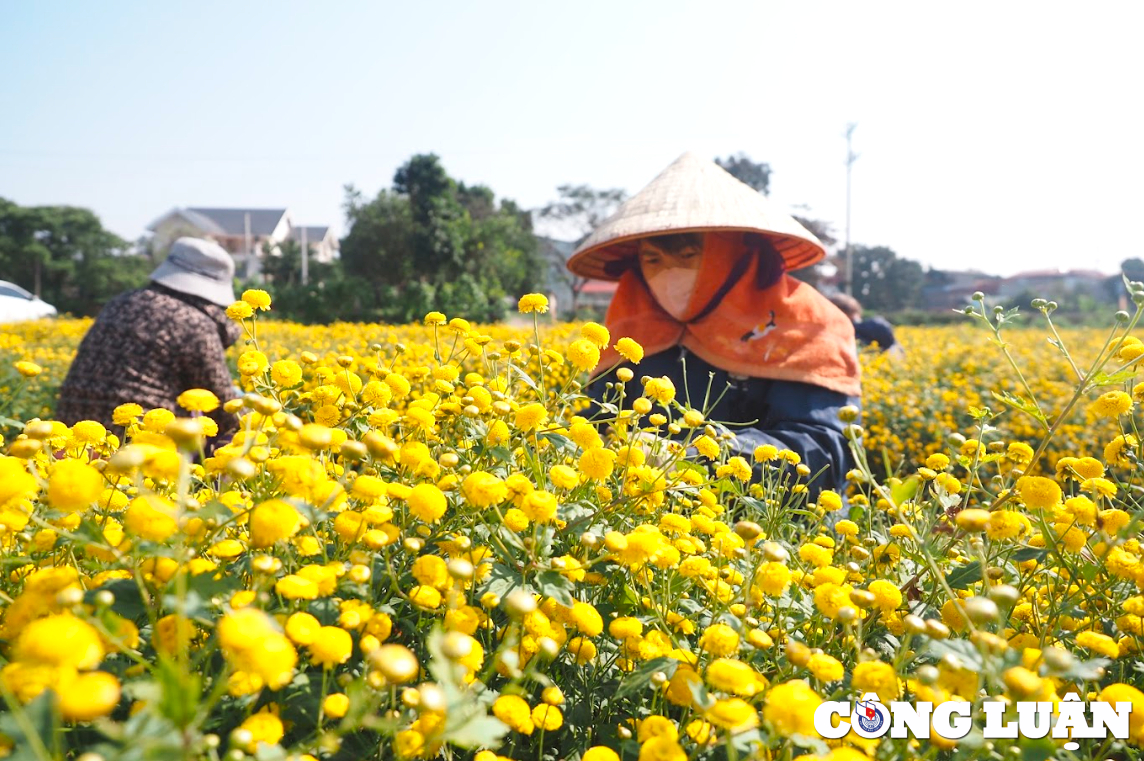 ruc ro sac vang tren canh dong hoa cuc chi o hung yen hinh 5