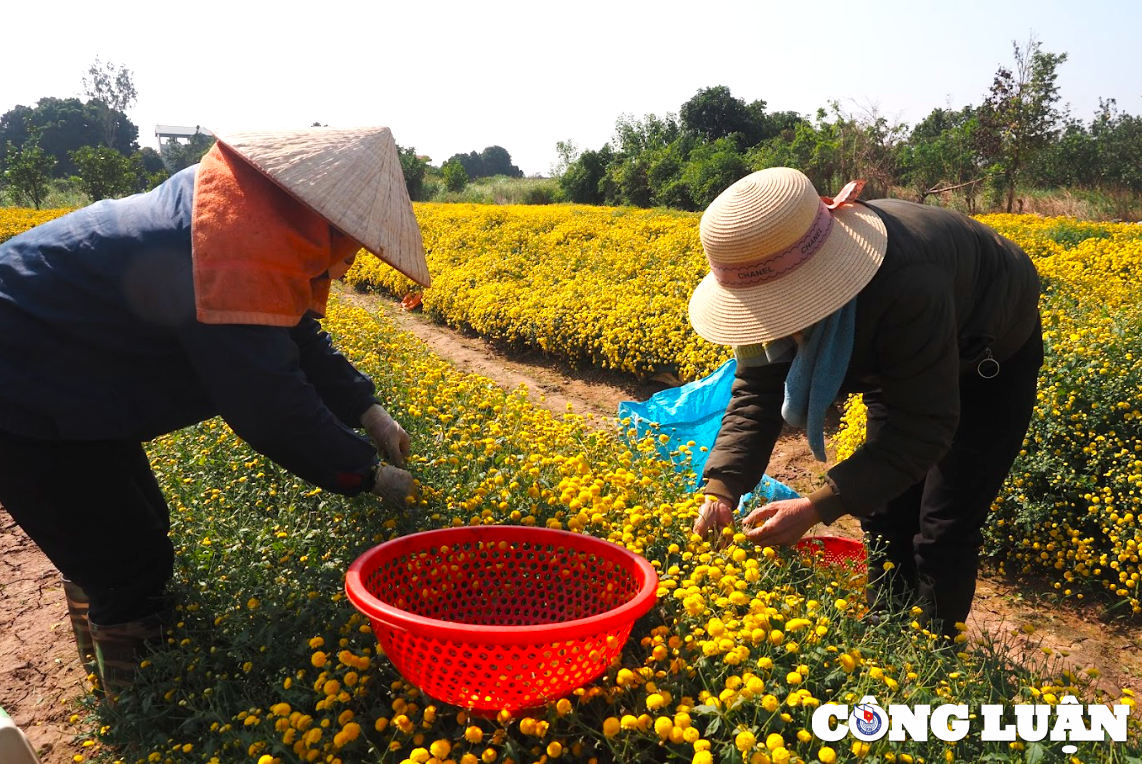 ruc ro sac vang tren canh dong hoa cuc chi o hung yen hinh 9