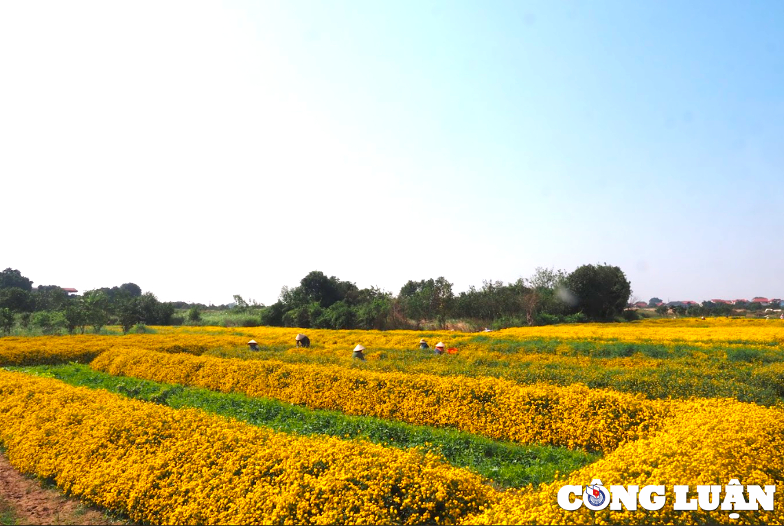 ruc ro sac vang tren canh dong hoa cuc chi o hung yen hinh 12