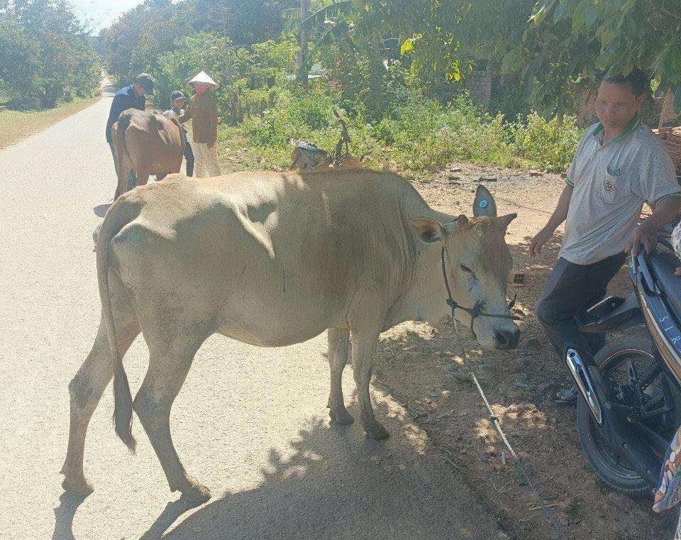 cap bo sinh san cho ho ngheo o kon tum dan ngo ngang vi nhan duoc be hinh 4