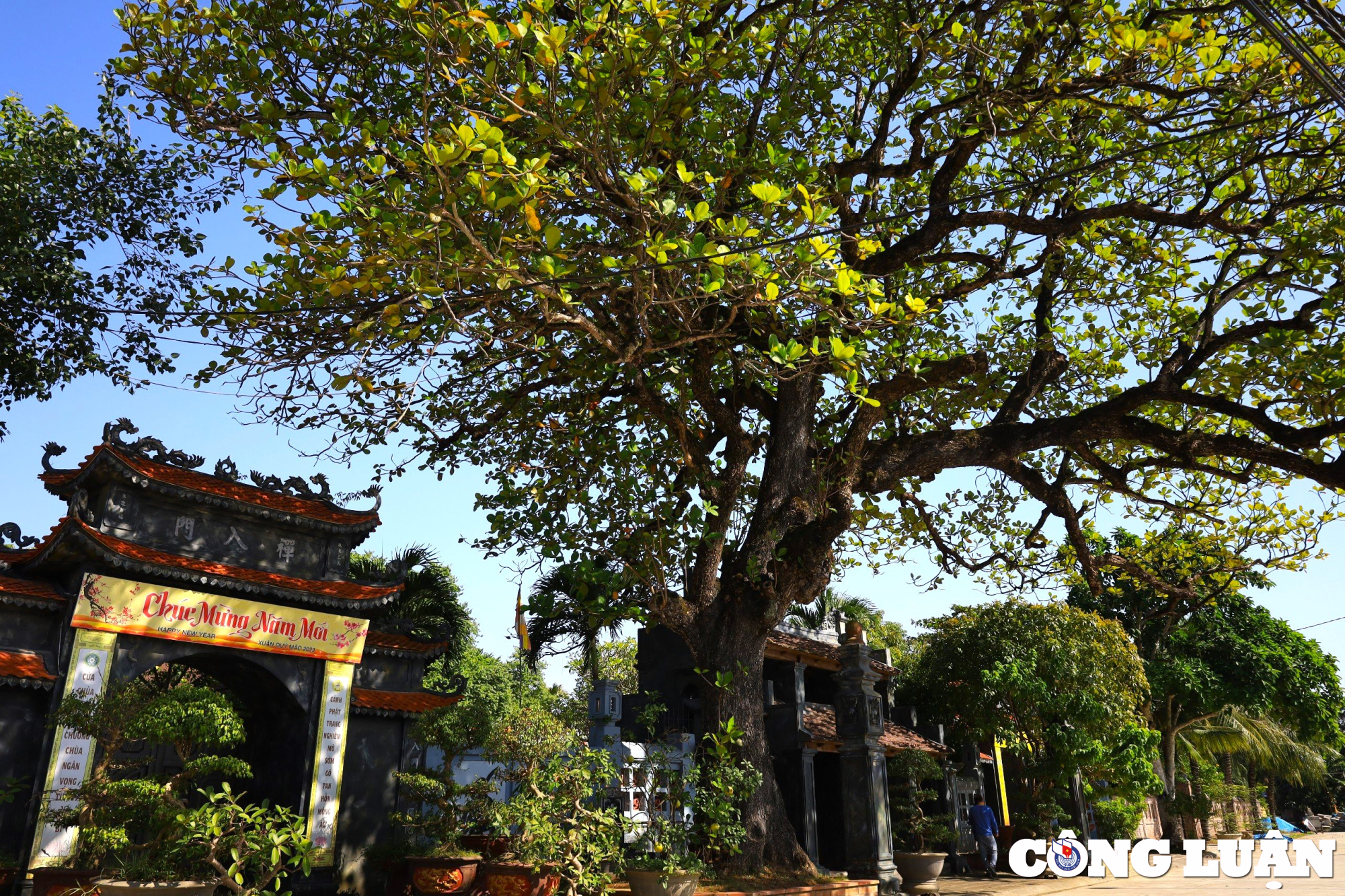 kham pha ngoi chua co co 2 cay di san dau tien o tinh ninh binh hinh 1