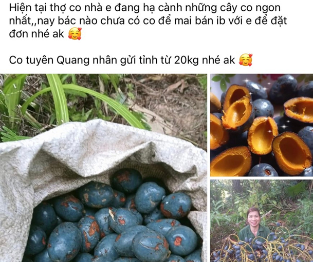 co rung thanh dac san kho mua duoc nhieu nguoi san lung thuong thuc hinh 3