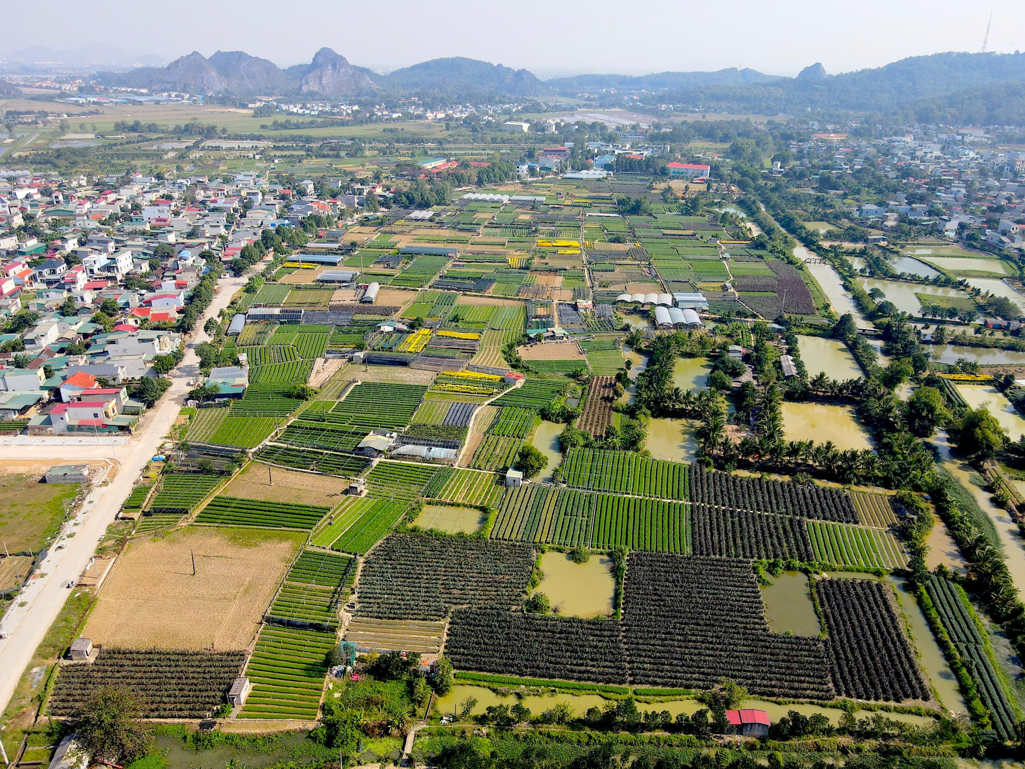 nguoi dan lang hoa lon nhat thanh hoa san sang vu tet nguyen dan 2024 hinh 1