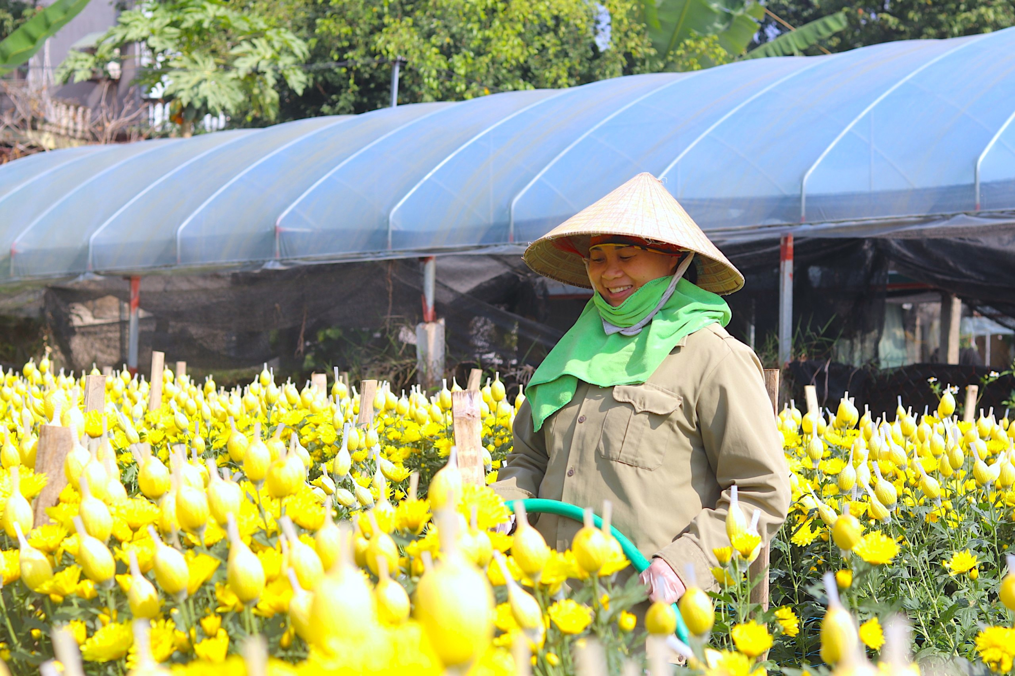 nguoi dan lang hoa lon nhat thanh hoa san sang vu tet nguyen dan 2024 hinh 2