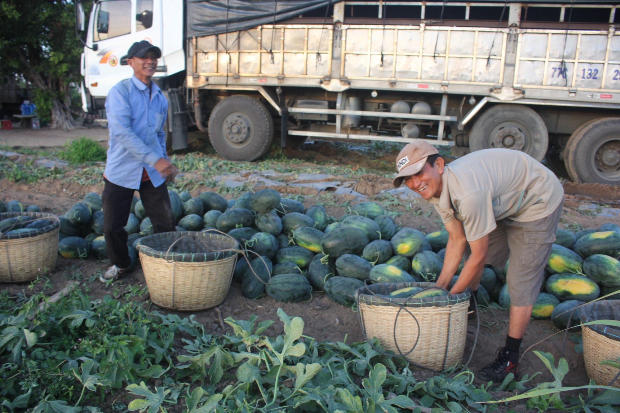 mua dua ngot o vung bien gioi gia lai hinh 5