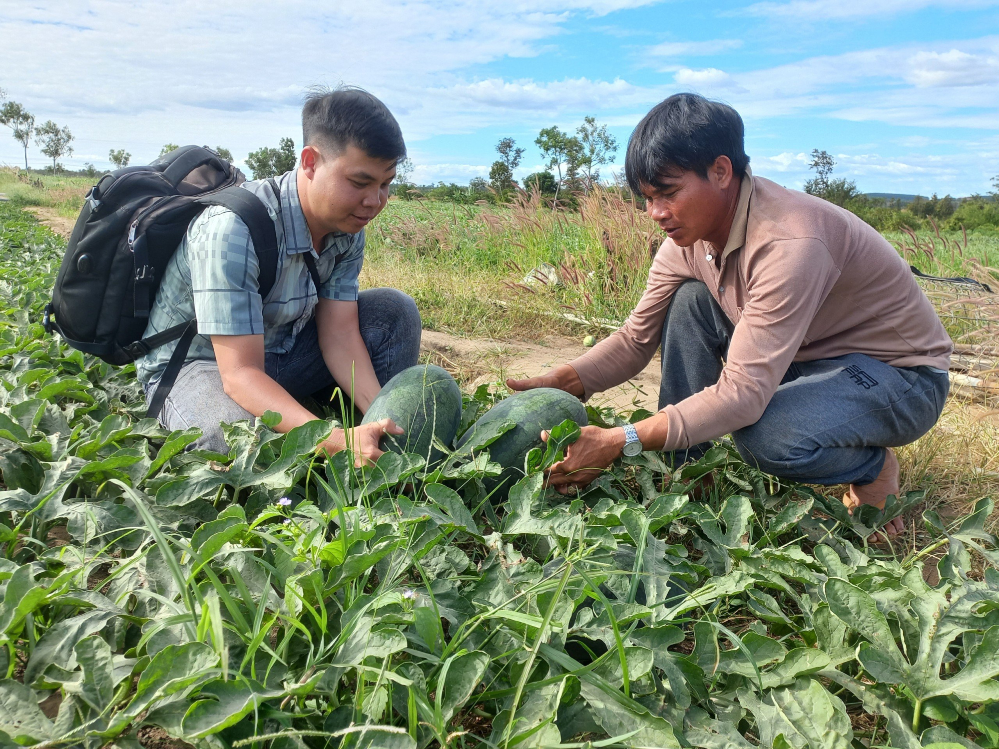 mua dua ngot o vung bien gioi gia lai hinh 4